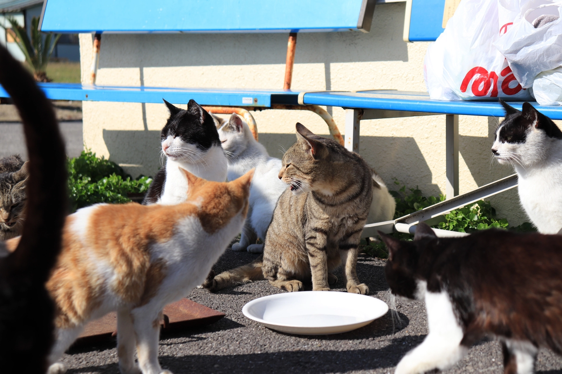 貓一天吃幾餐,幼貓一天吃幾餐,成貓一天吃幾餐,貓一天幾餐,小貓一天吃幾餐,貓一天吃幾餐ptt,幼貓一天幾餐,貓ㄧ天吃幾餐,貓一天要吃幾餐,流浪貓一天吃幾餐,老貓一天吃幾餐,奶貓一天吃幾餐,小貓一天幾餐,貓咪一天吃幾餐,