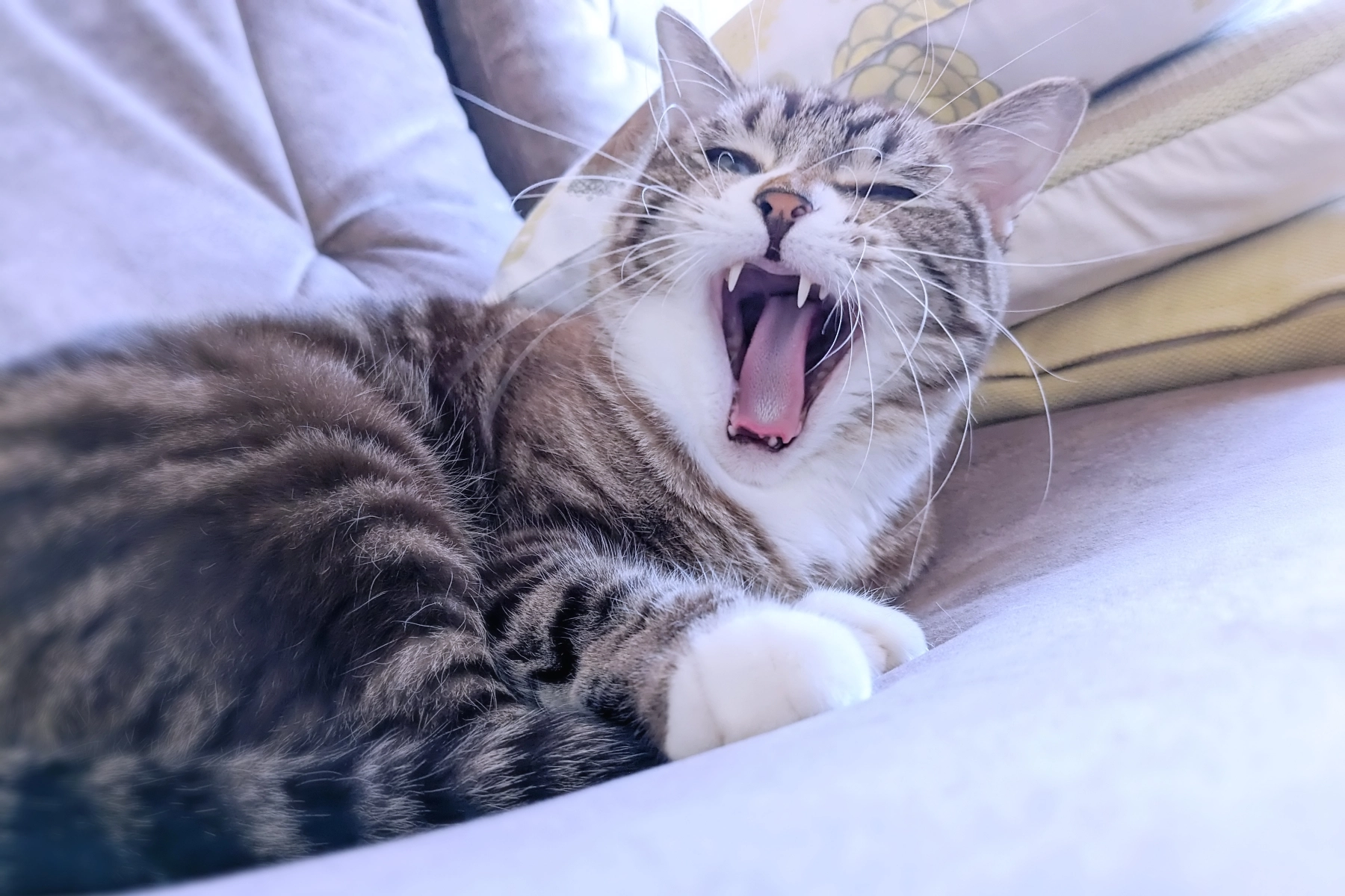 貓牙齒結石,貓牙齒黑,貓牙齒黃,貓牙齒清潔