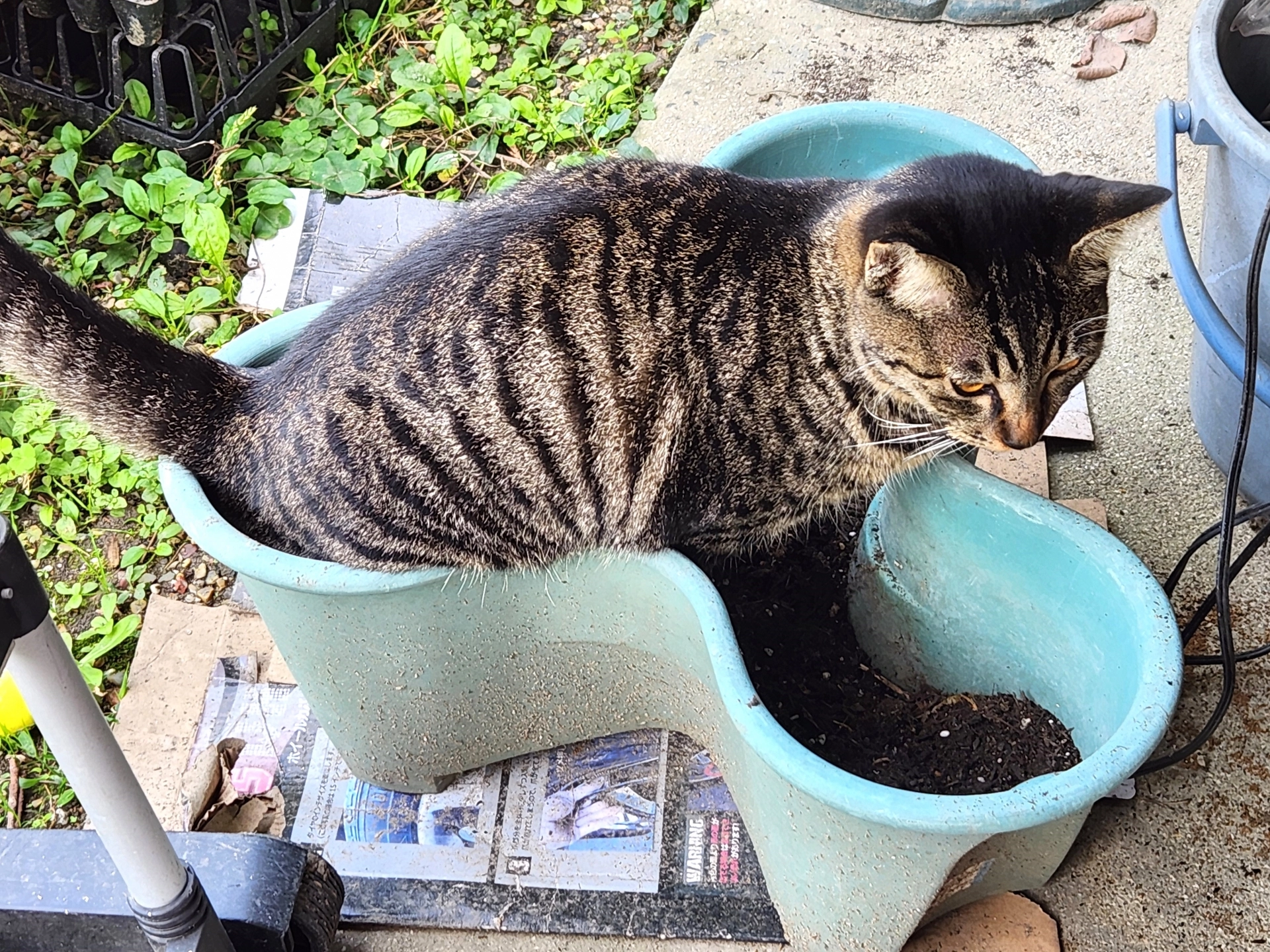 貓大便,貓大便很臭,貓大便怎麼處理,貓大便怎麼辦