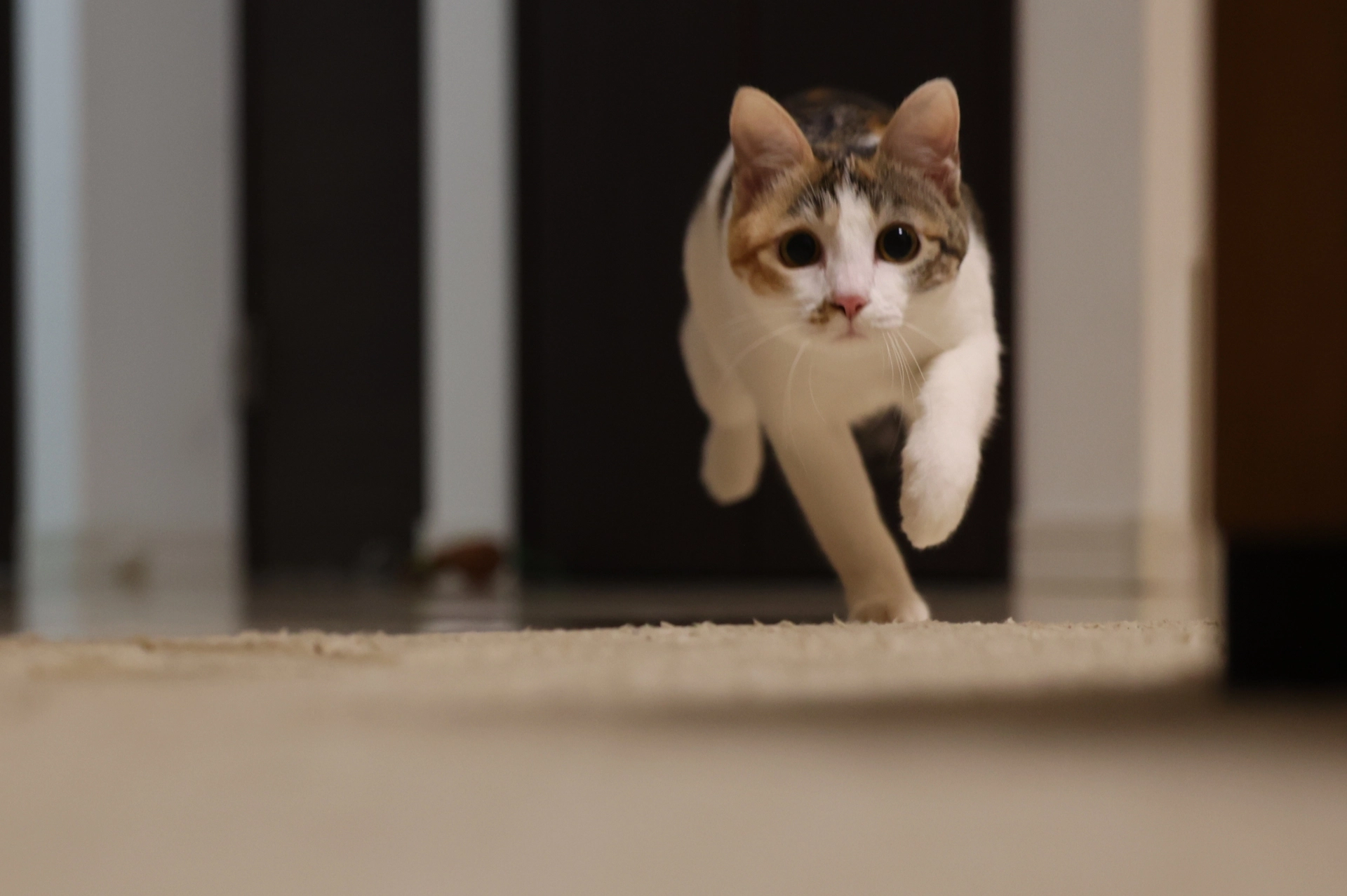 貓一直叫,貓半夜一直叫,貓晚上一直叫,貓一直叫原因