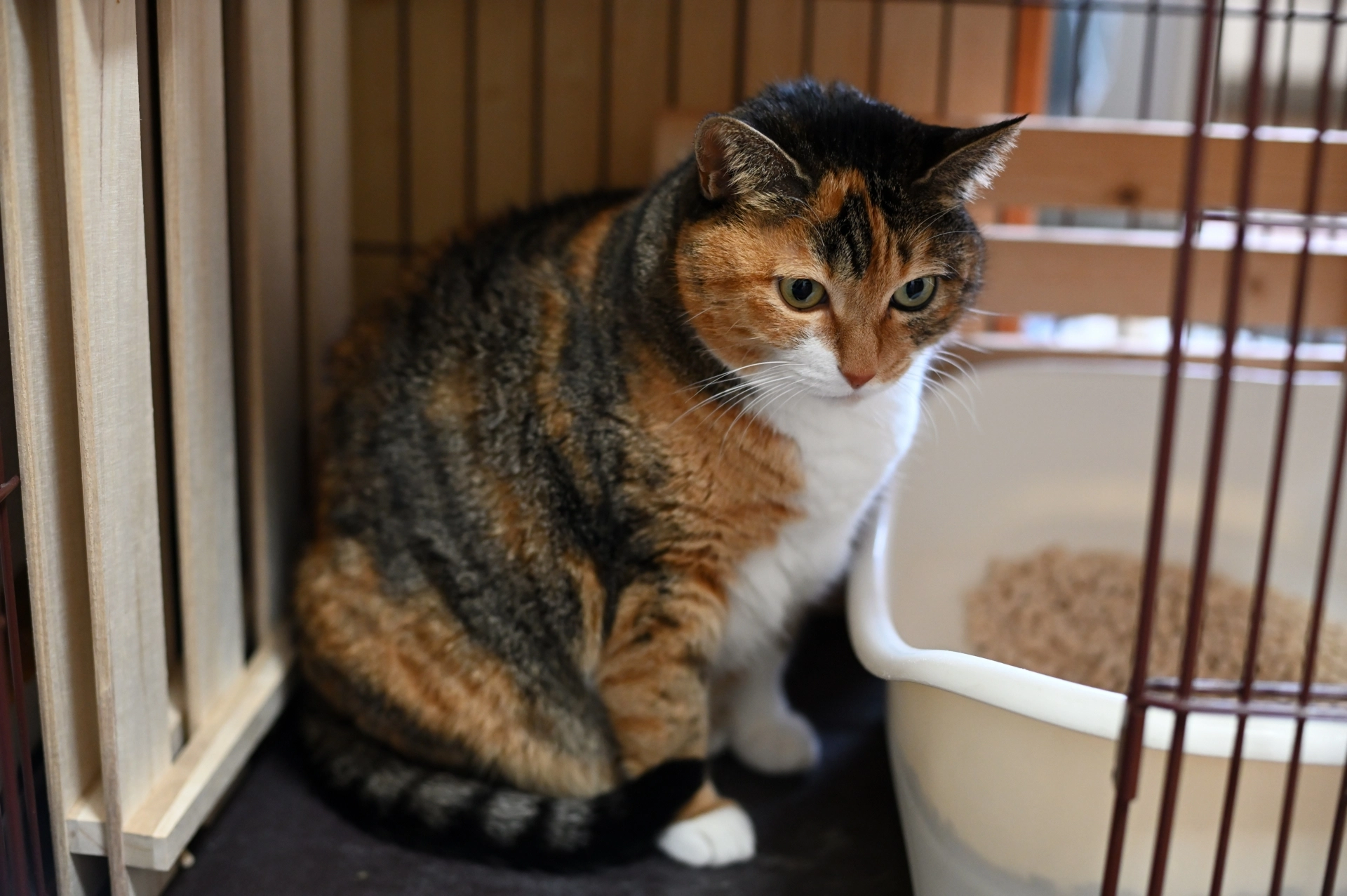 貓亂大便,貓亂大便原因,貓亂大便怎麼辦