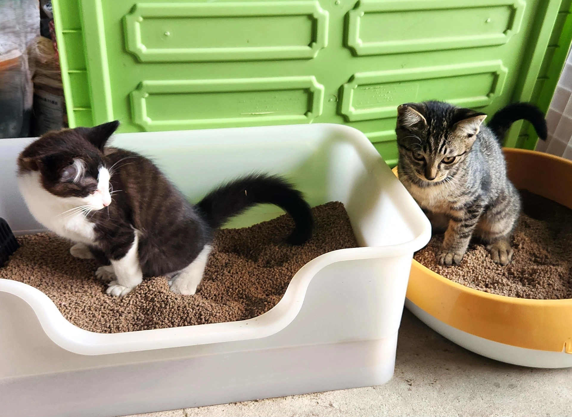 貓拉肚子,貓拉肚子原因,貓拉肚子腹瀉,貓拉肚子拉稀,貓拉肚子怎麼辦