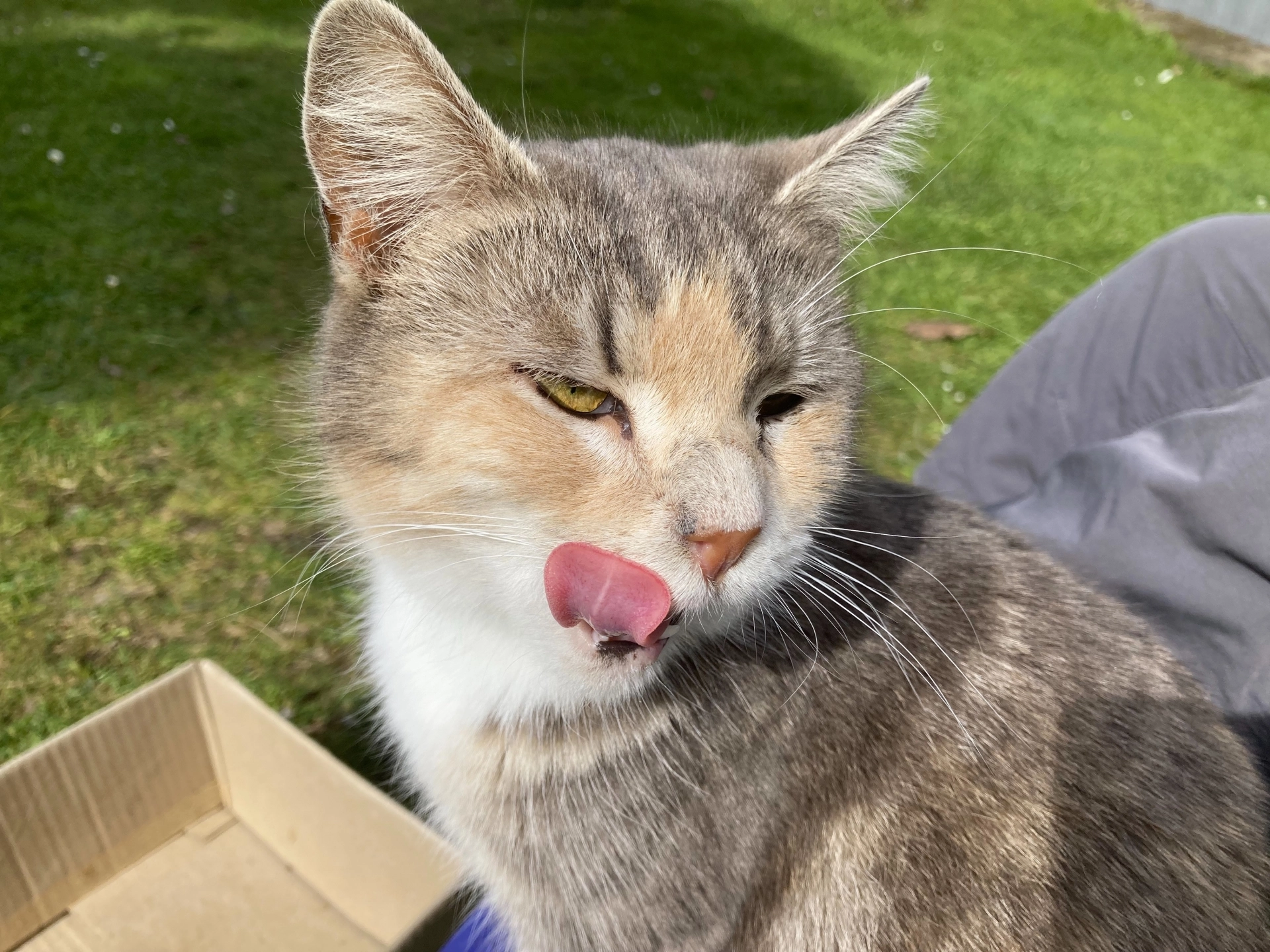 貓口臭,貓口水臭,貓嘴巴很臭,貓嘴巴臭,