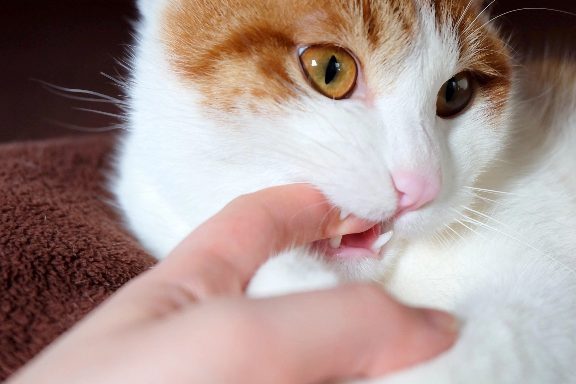 貓咬人,貓咬人原因,貓一直咬人,貓咬腳,貓咬手,貓突然咬人