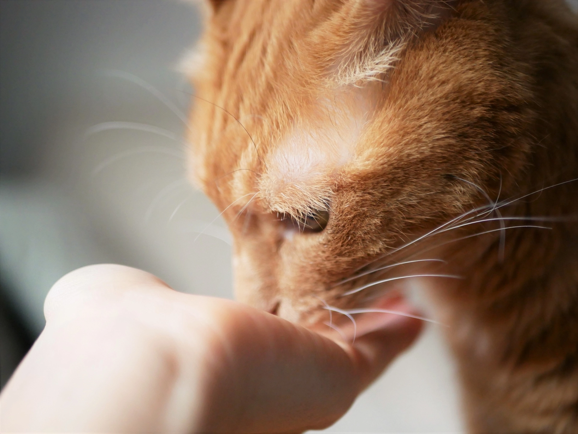 貓一天吃多少乾糧,成貓一天吃多少飼料,成貓一天吃幾克,貓一天吃多少飼料