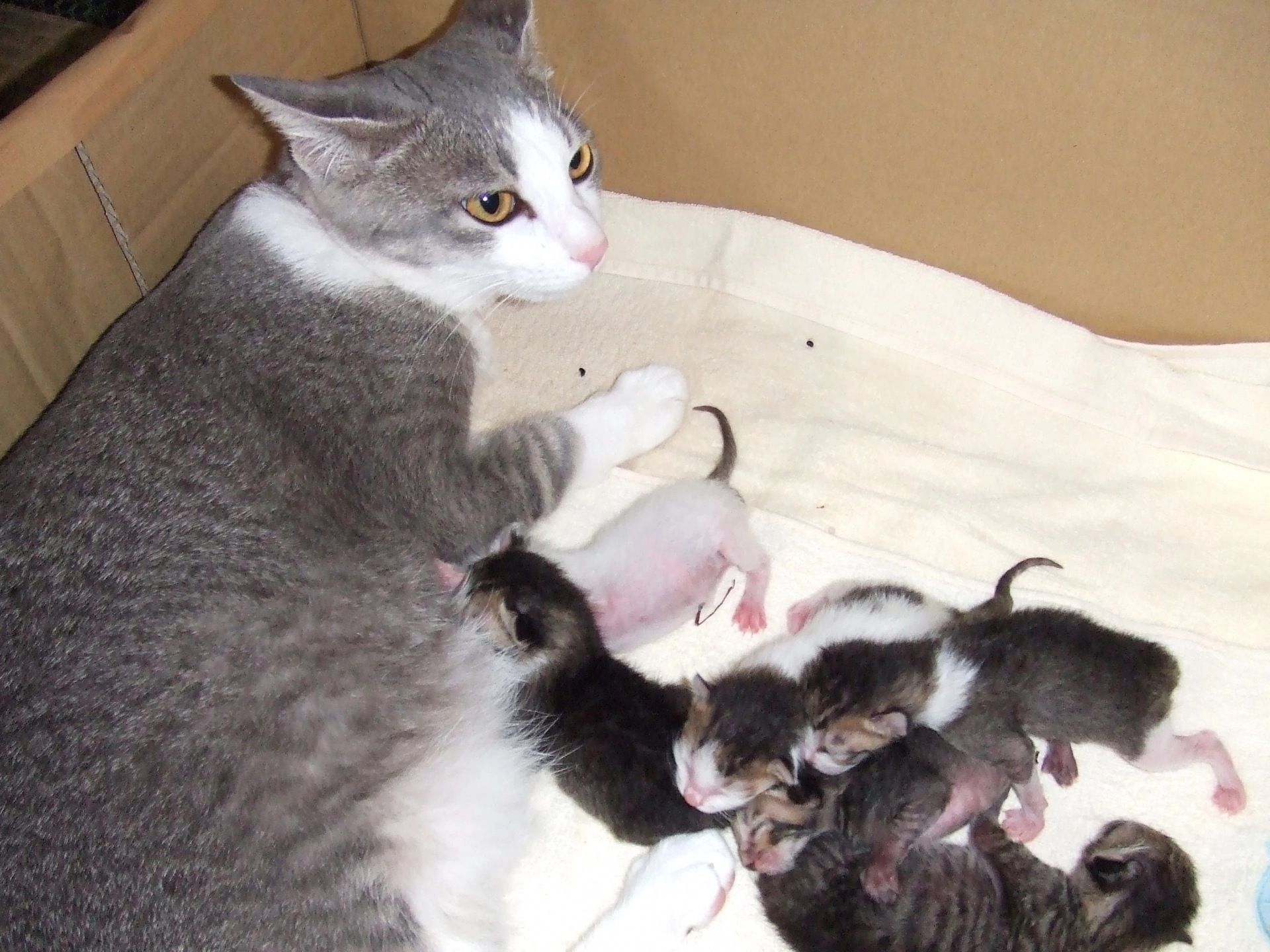 懷孕母貓罐頭,懷孕母貓,懷孕母貓飼料