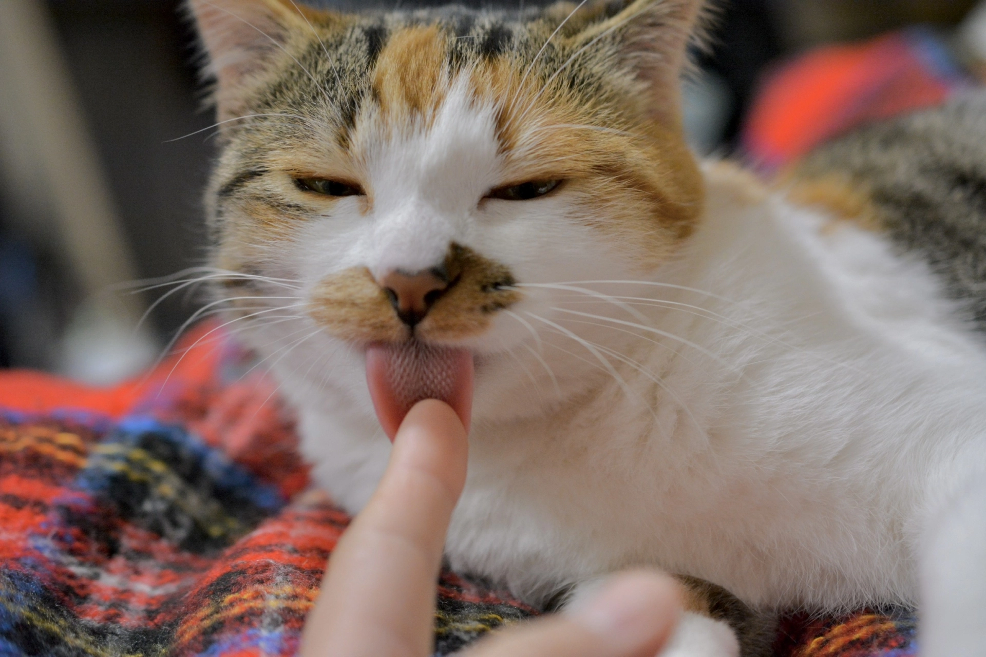 貓舔人,貓舔人臉,貓舔人手,貓舔人頭髮