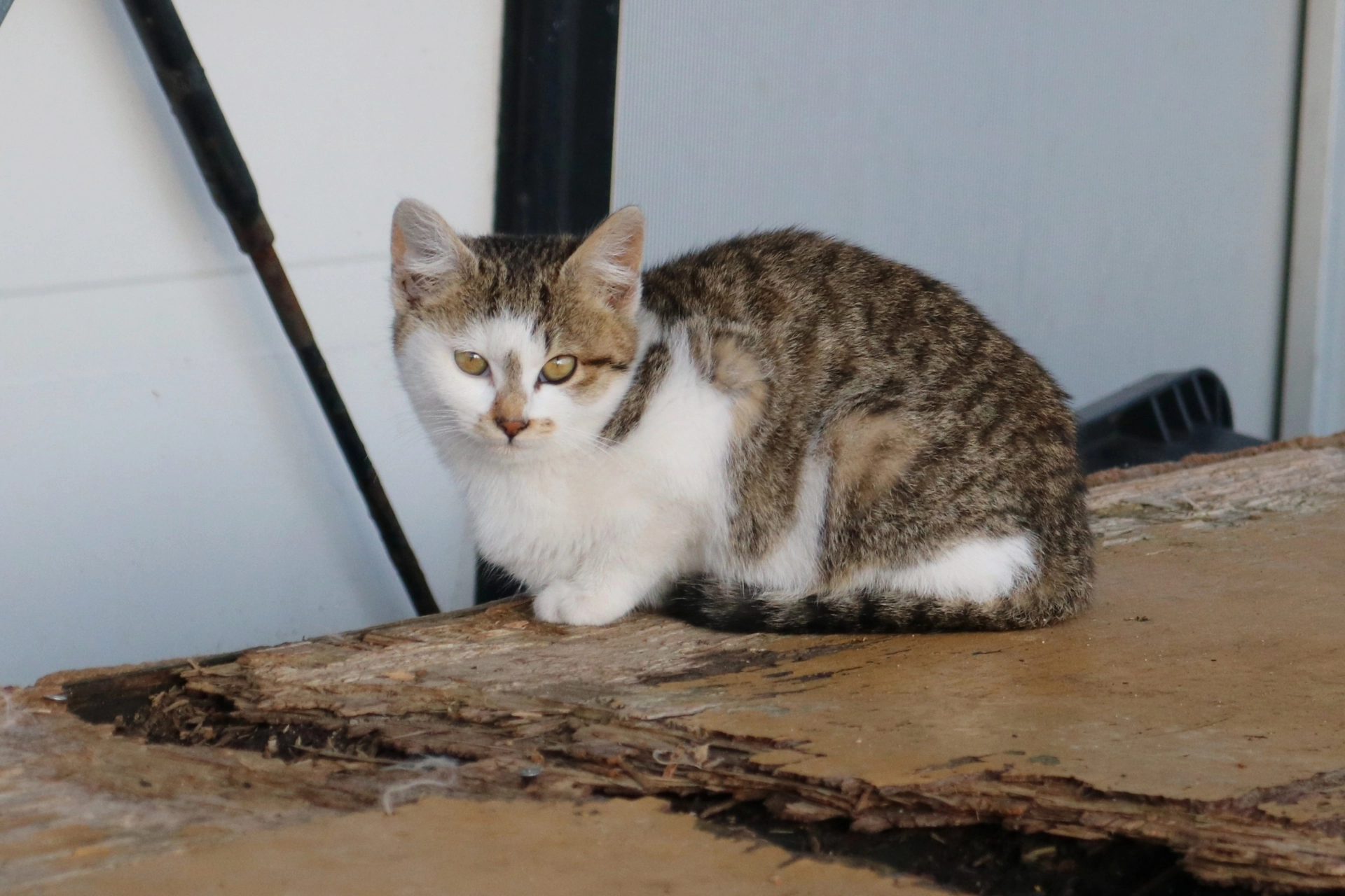 幼貓吃什麼,幼貓吃什麼比較好,幼貓吃什麼罐頭,幼貓吃什麼飼料