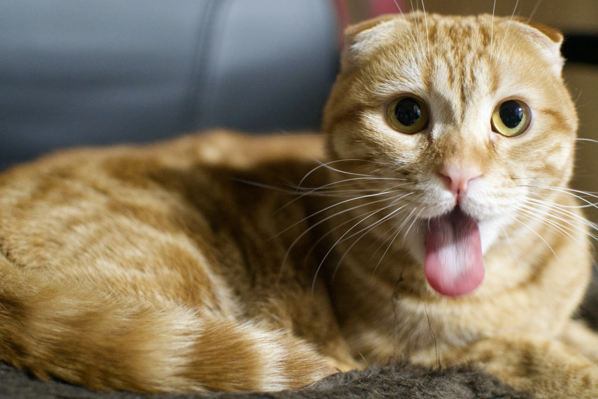 貓吐毛球,貓吐毛球頻率,貓吐毛球原因,貓毛球吐不出來