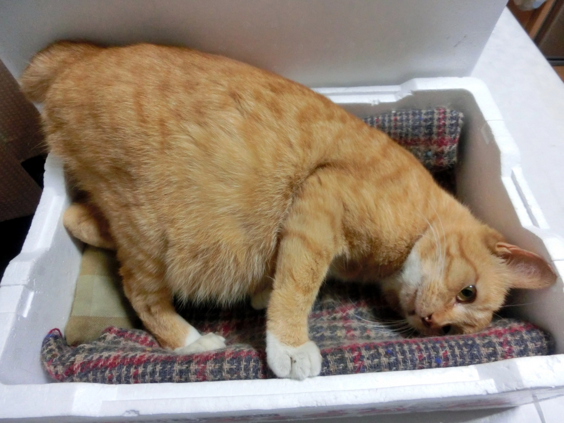 貓懷孕,母貓懷孕,貓懷孕時間,貓懷孕初期