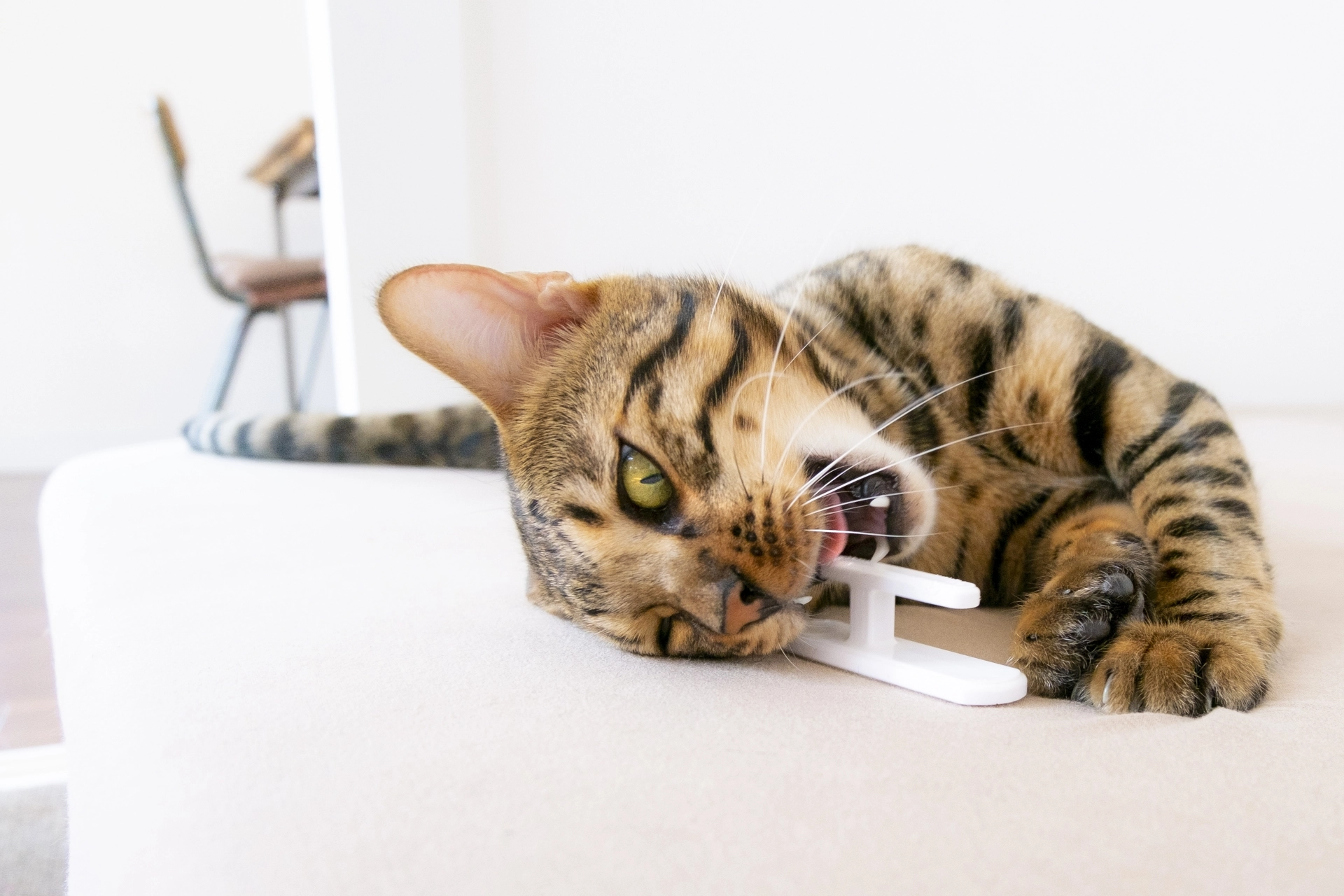 貓咬人,貓咬腳,貓咬