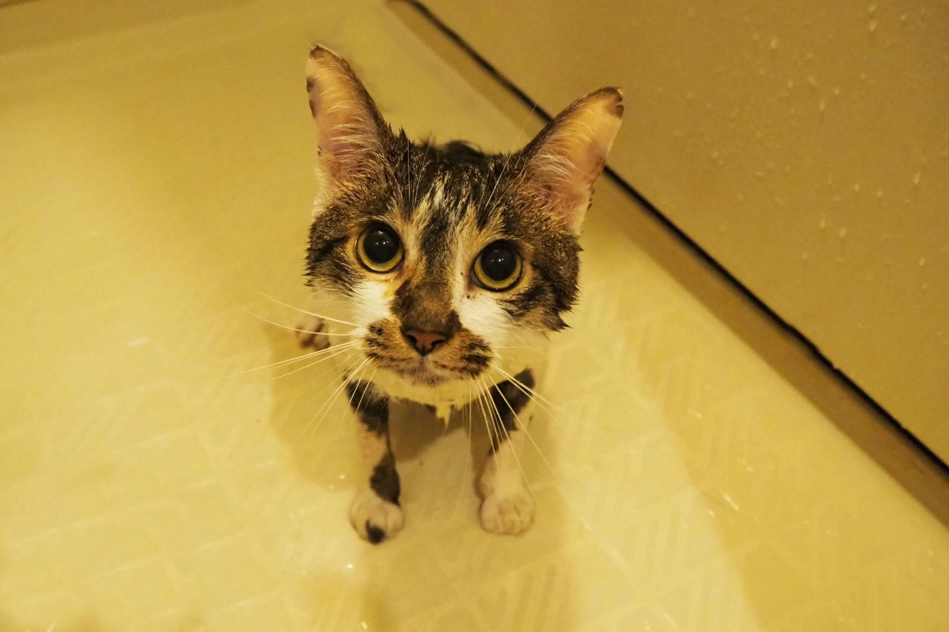 貓洗完澡掉毛,貓洗完澡