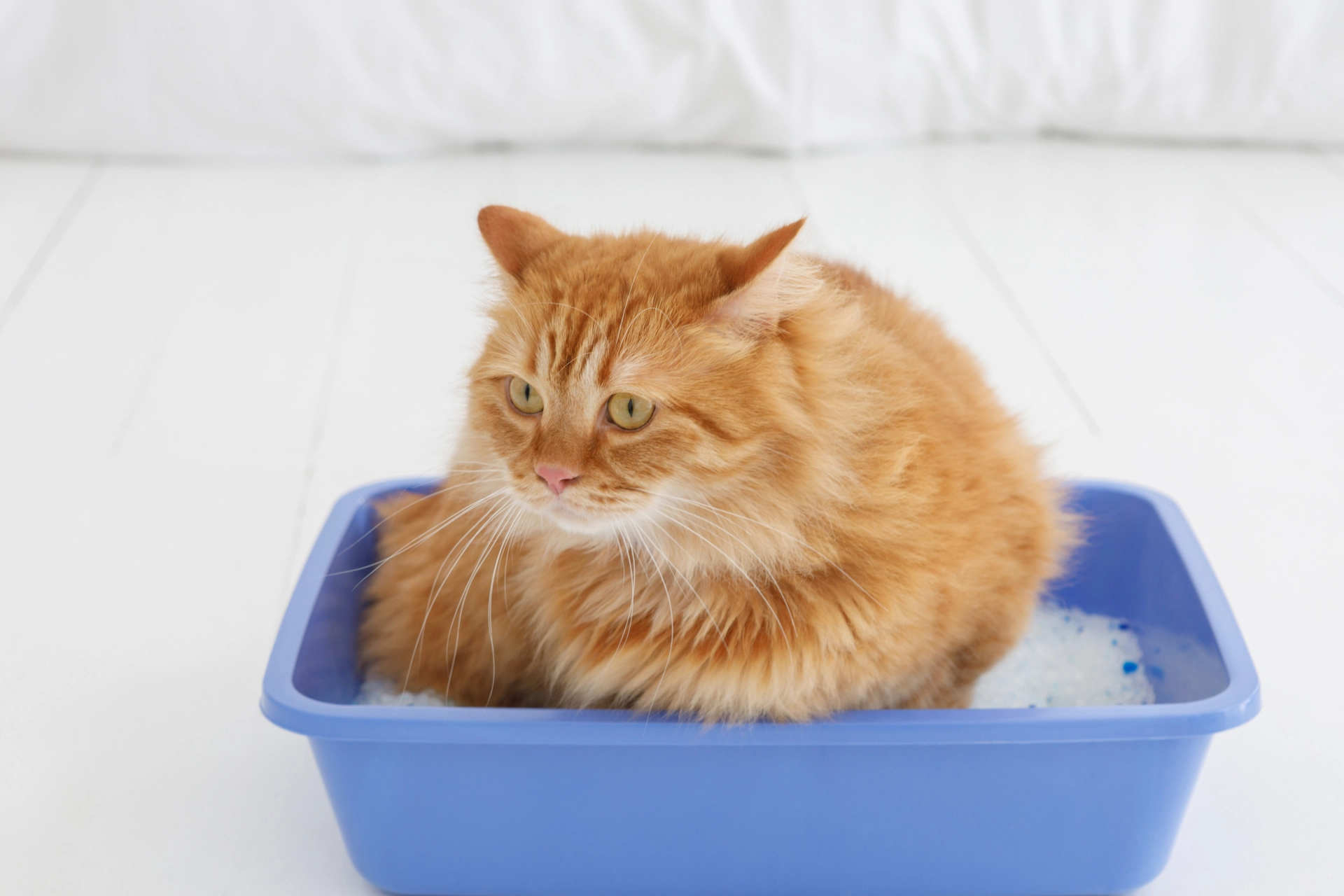 貓血尿,貓血尿原因,貓血尿貓砂