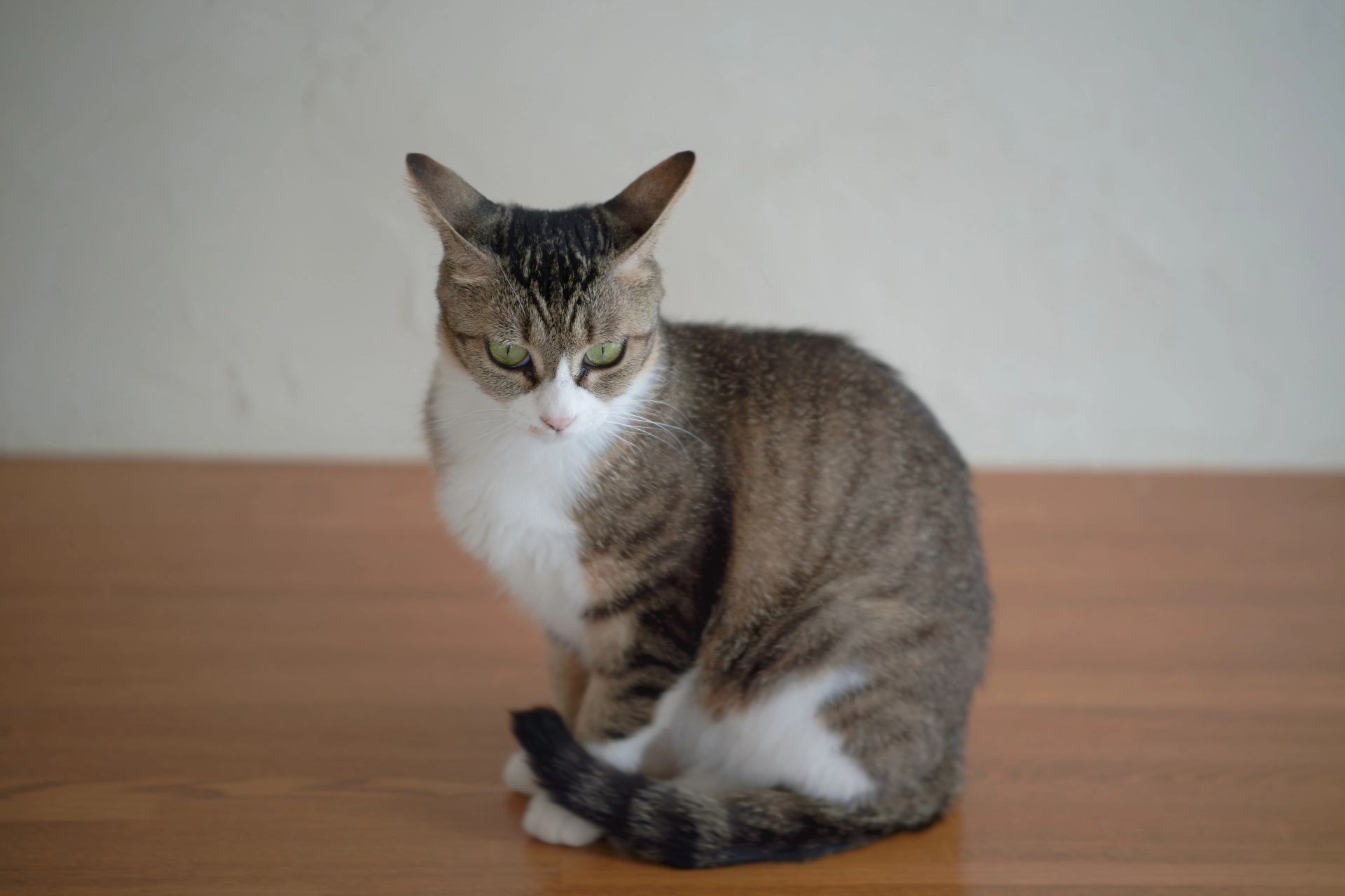 貓分離焦慮,貓分離焦慮一直叫,貓分離焦慮原因,貓分離焦慮怎麼辦