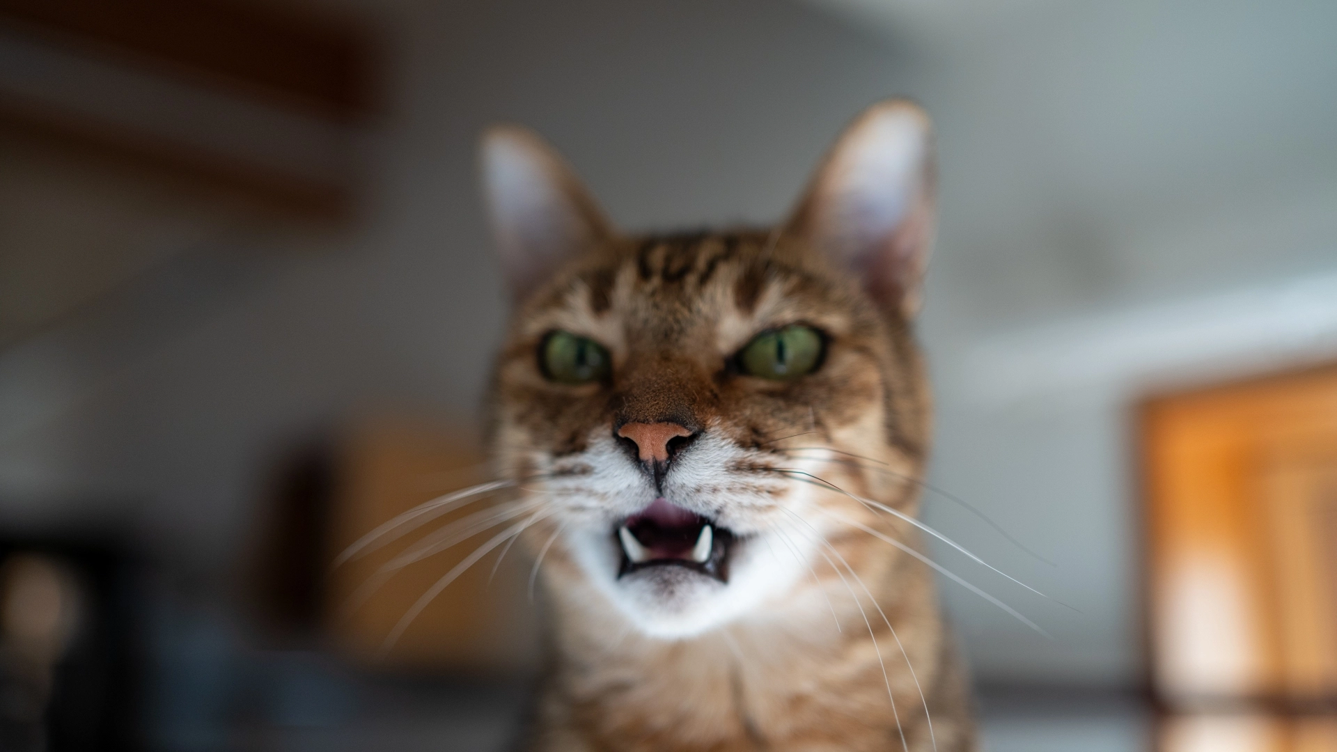 貓的行為、貓的行為和語言、貓行為解讀、貓的習性和行為