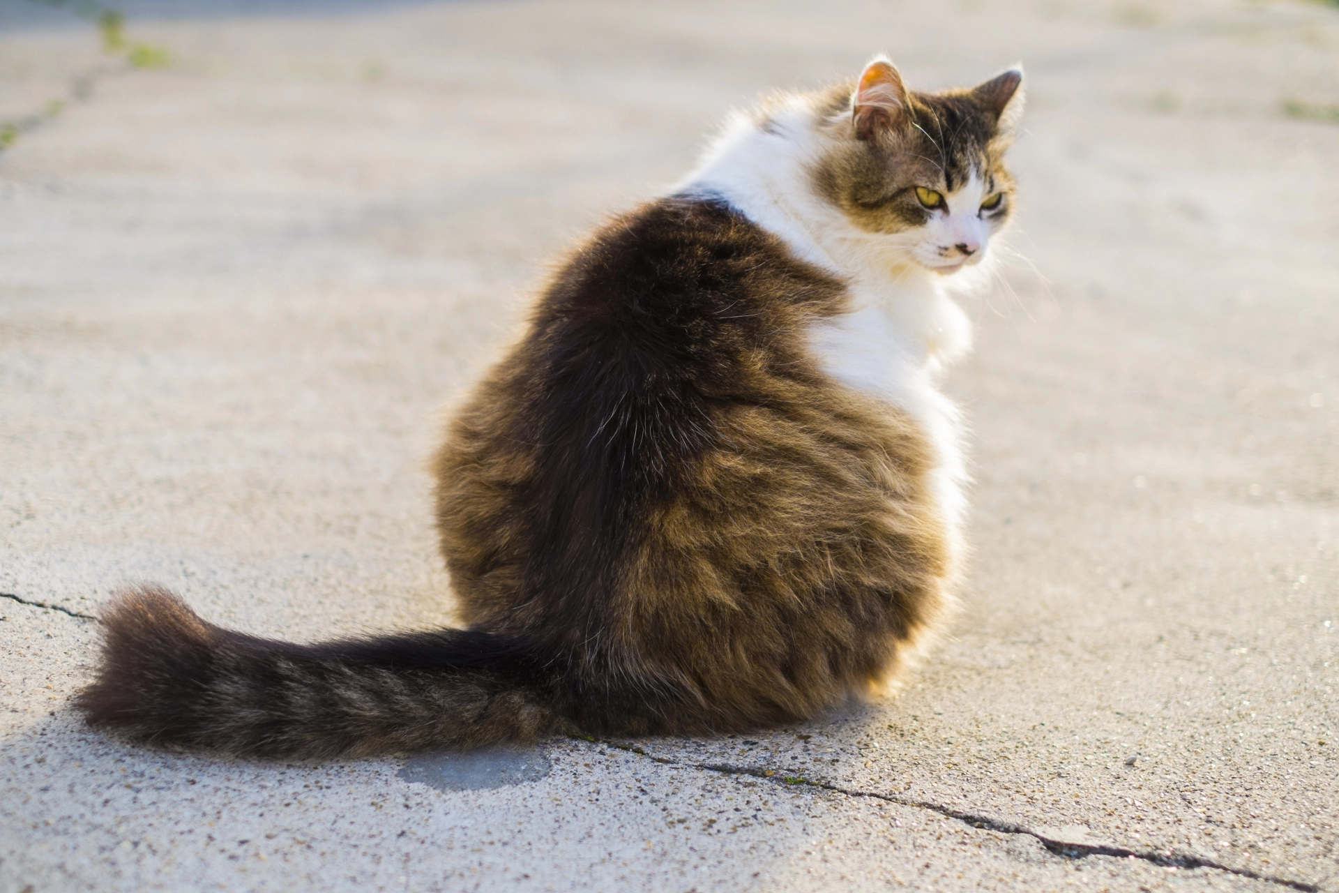 貓打呼,貓睡覺打呼,貓打呼很大聲