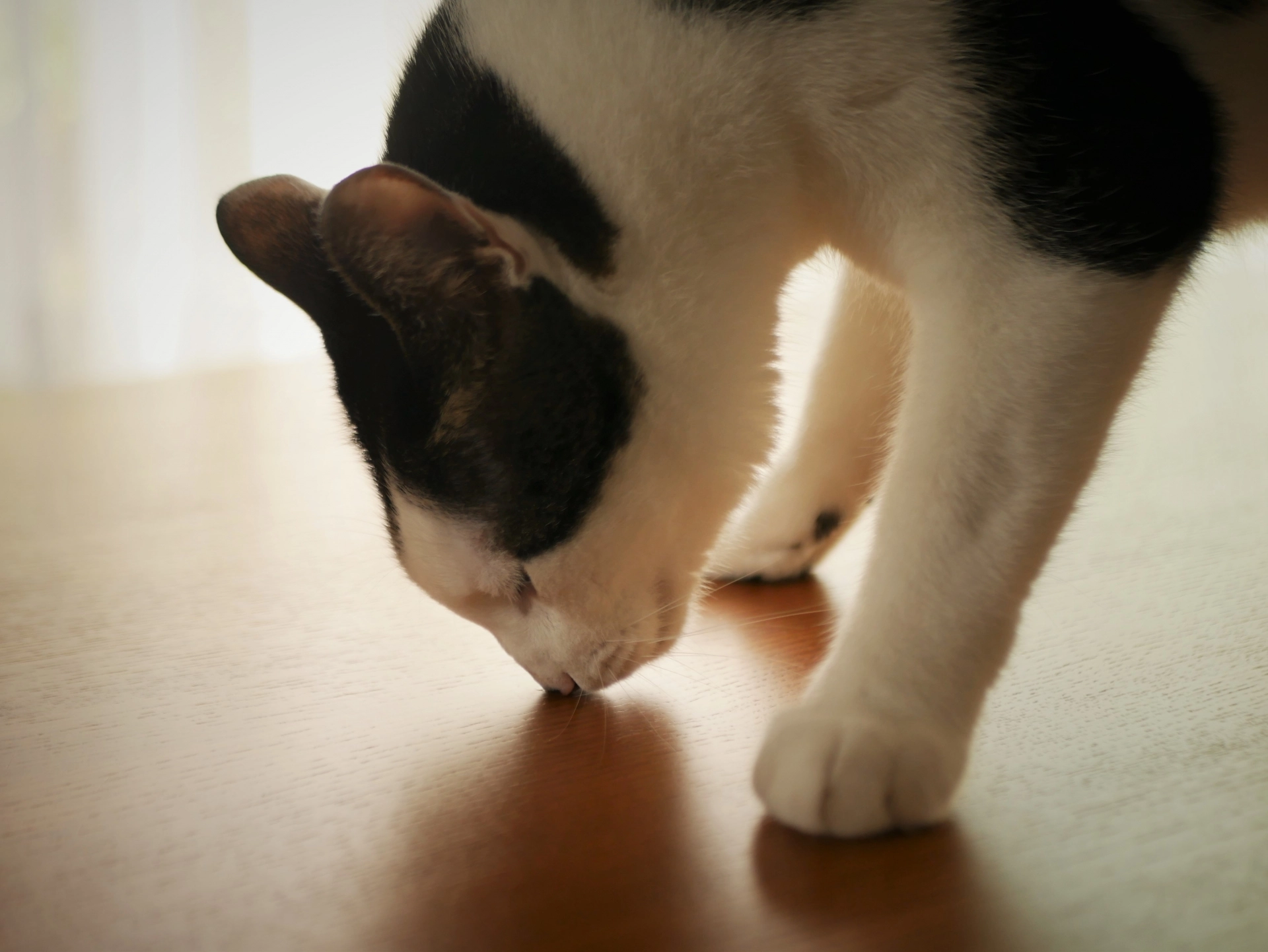 貓怕什麼味道,貓討厭什麼味道,貓不喜歡的味道