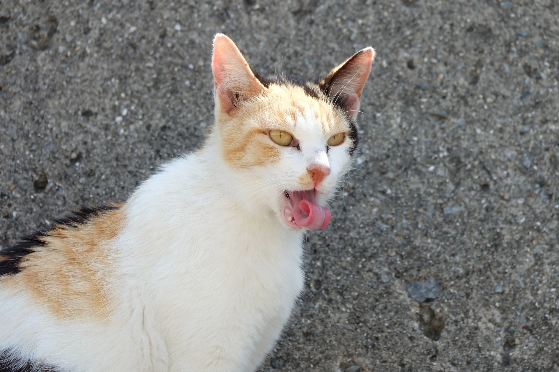 貓吐黃水,貓吐黃水有毛,貓吐水,貓吐黃色,貓吐胃液,貓吐顏色,貓吐膽汁