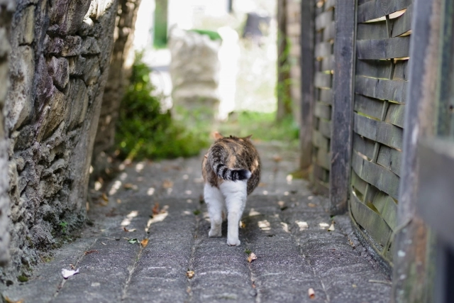 貓便祕,貓便祕怎麼辦,貓便祕橄欖油,貓便祕按摩,貓便祕益生菌