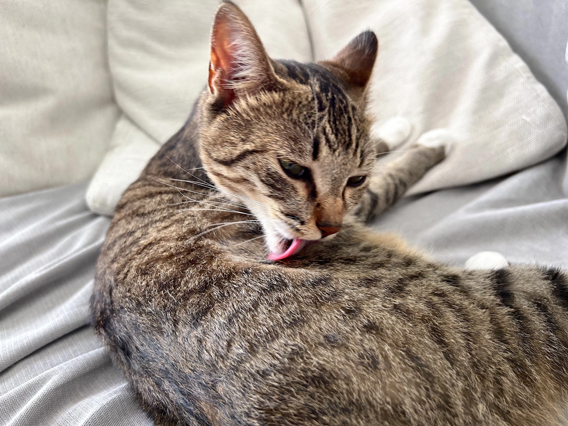 貓舔毛,貓禿毛,貓過度舔毛,貓一直舔毛