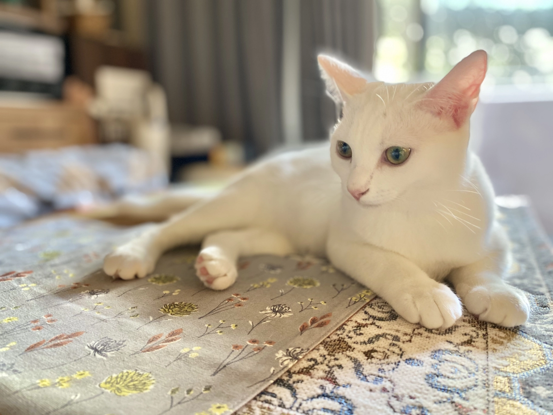 米克斯壽命,米克斯,米克斯貓,米克斯貓品種