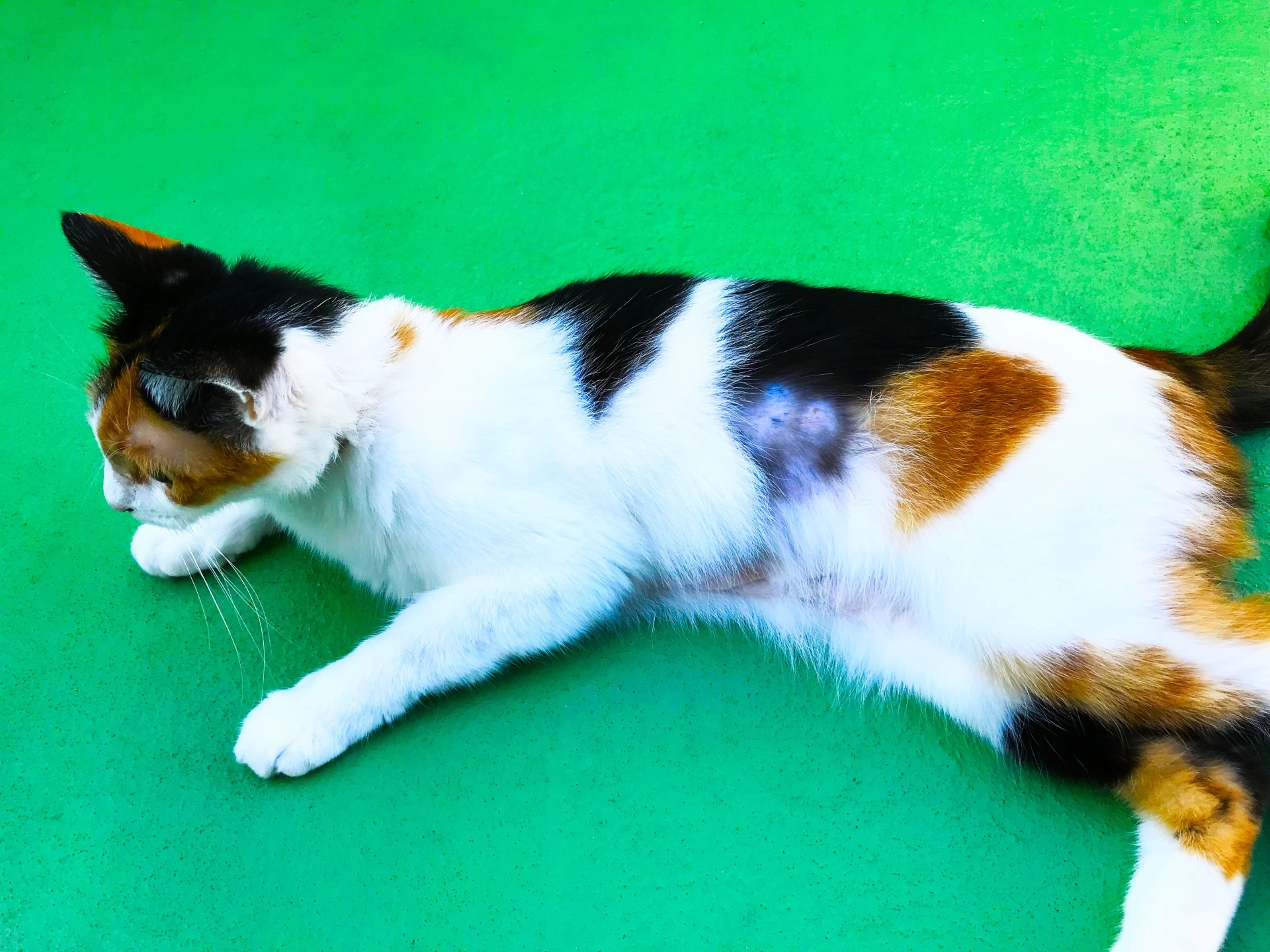 貓掉毛,貓掉毛季節,貓掉毛嚴重,貓掉毛黴菌