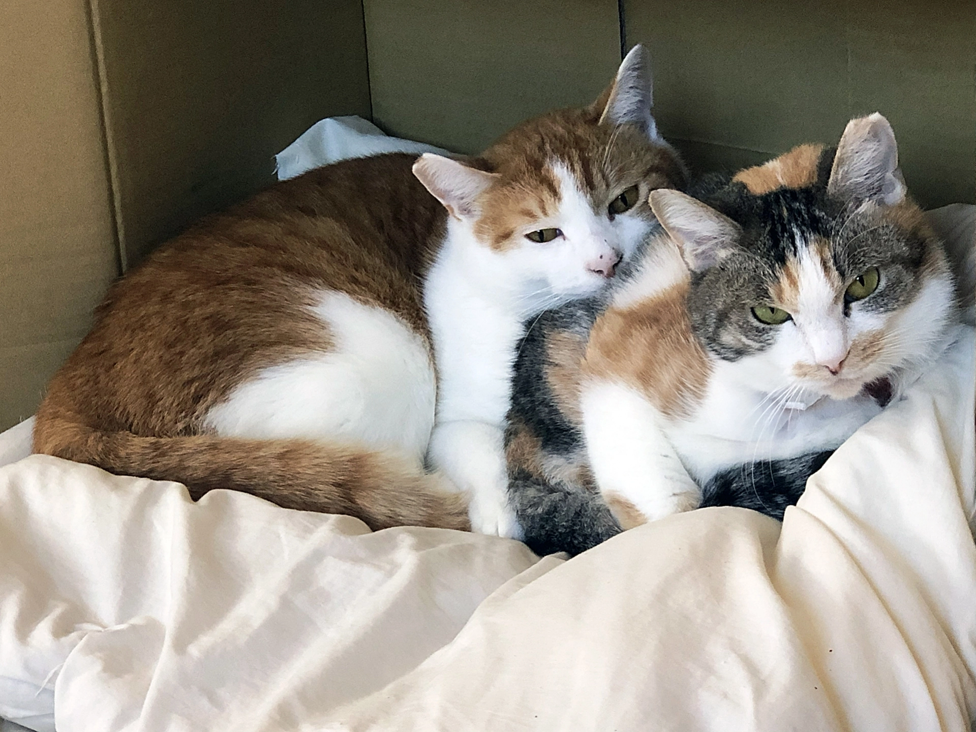 公貓發情,母貓發情,公貓發情症狀,母貓發情症狀