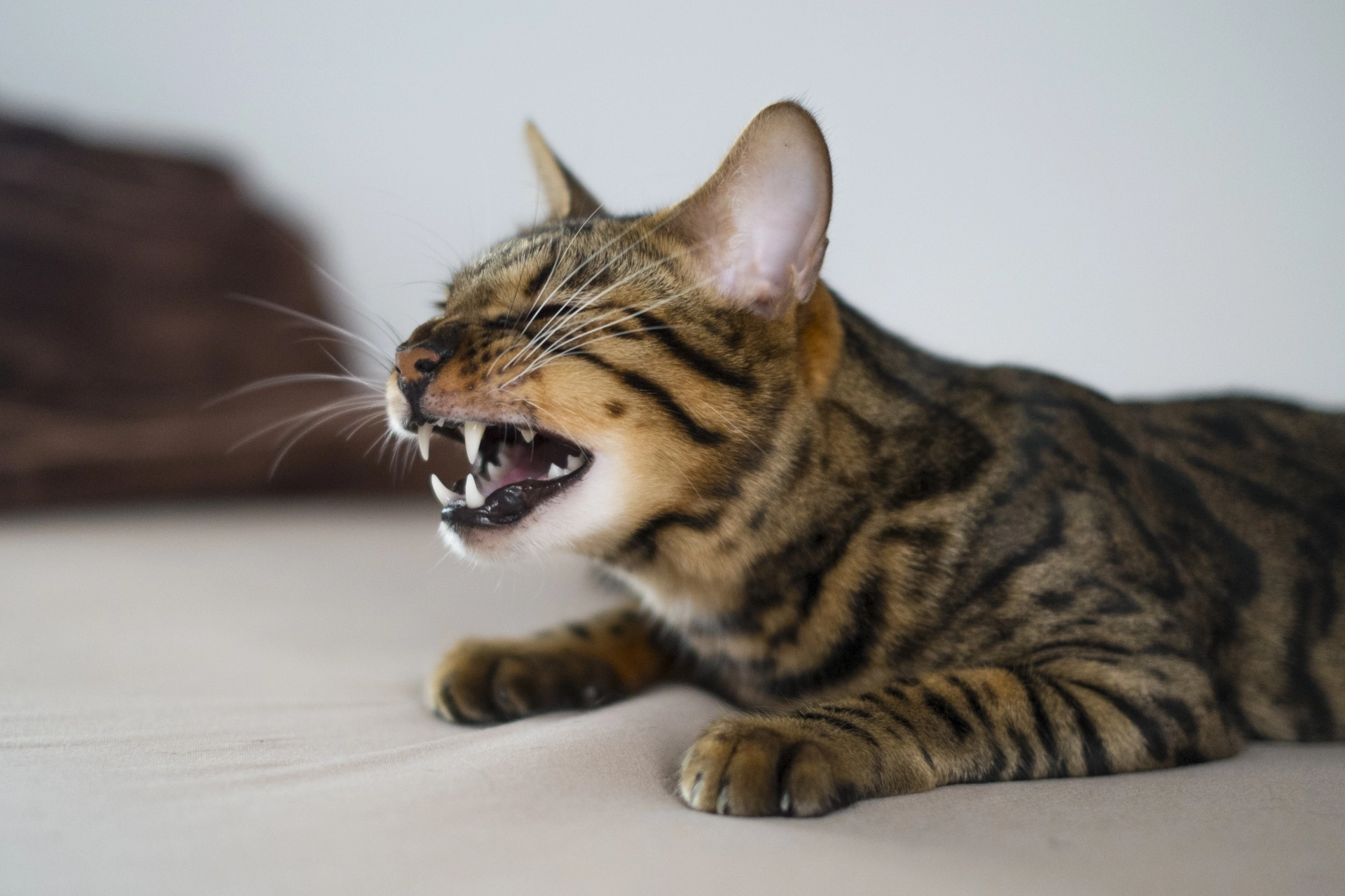 貓打噴嚏,貓感冒,貓流鼻涕