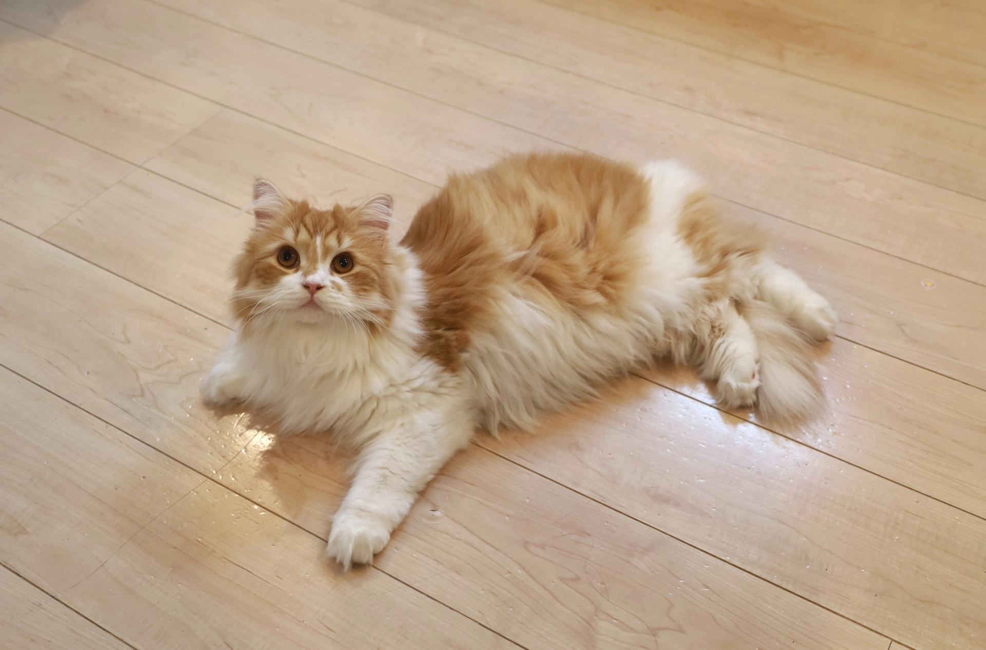 貓頭頂、貓用頭頂你、貓頭頂人、貓用頭撞人