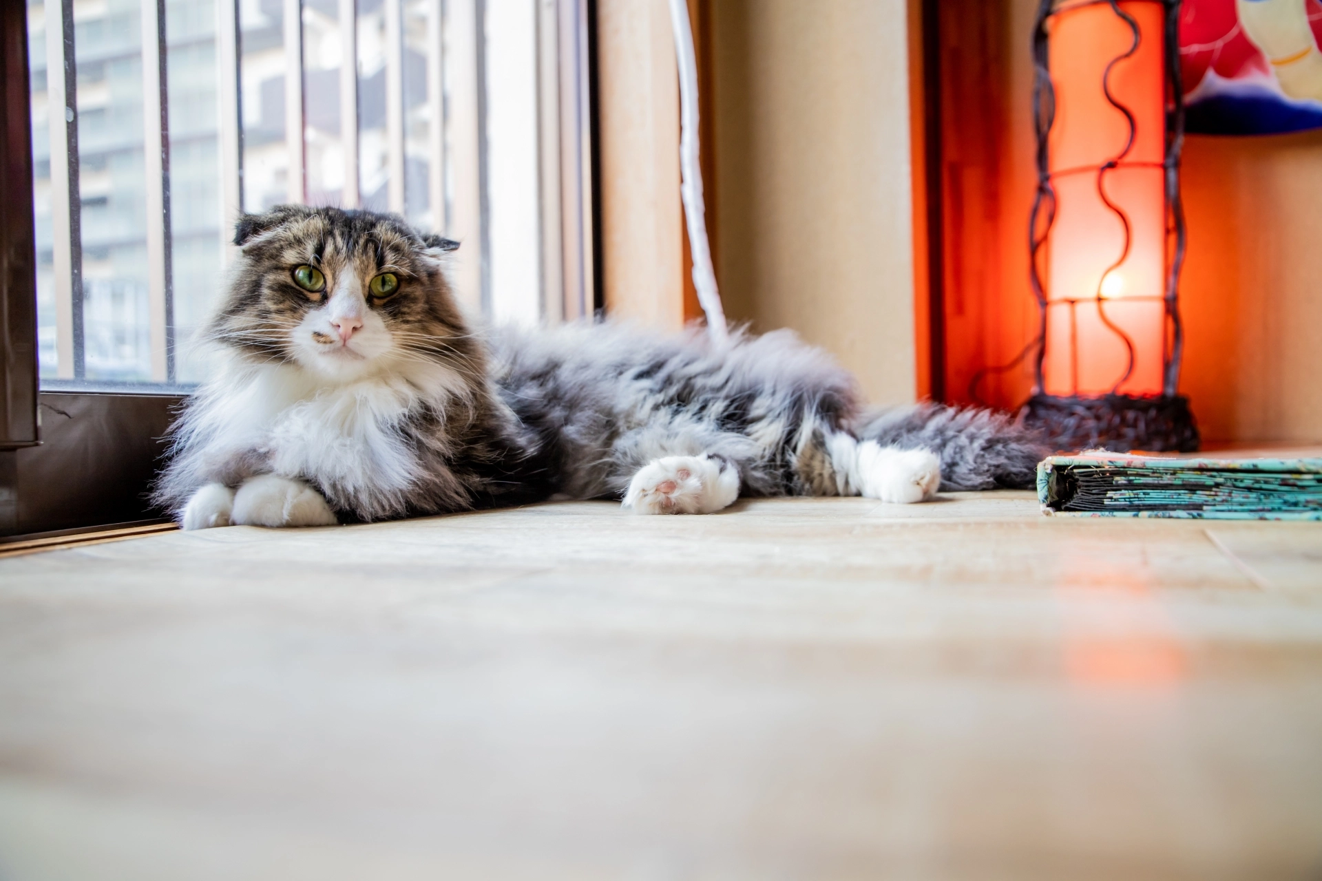 貓品種,貓品種圖鑑,貓品種大全